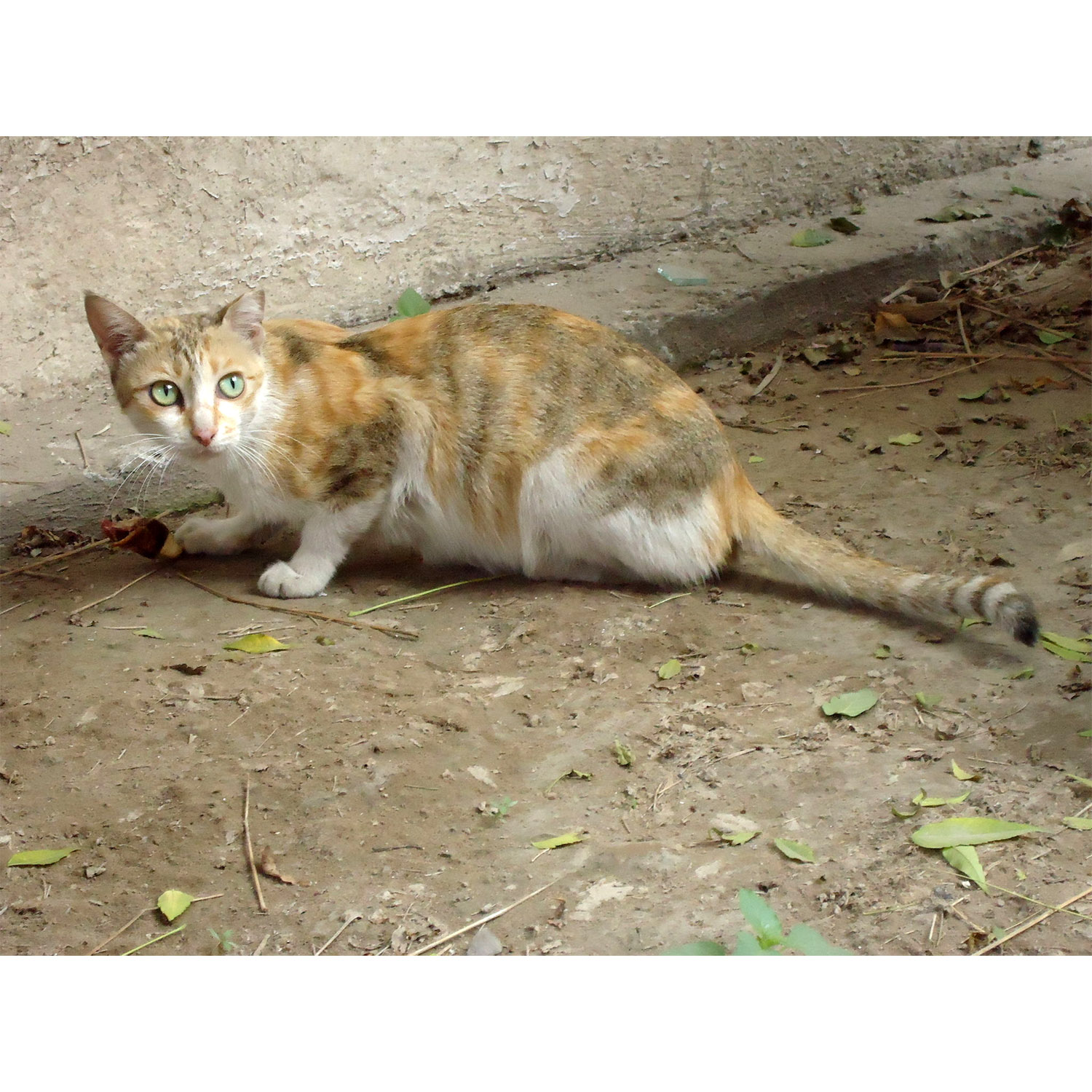 Felis catus Фото №2