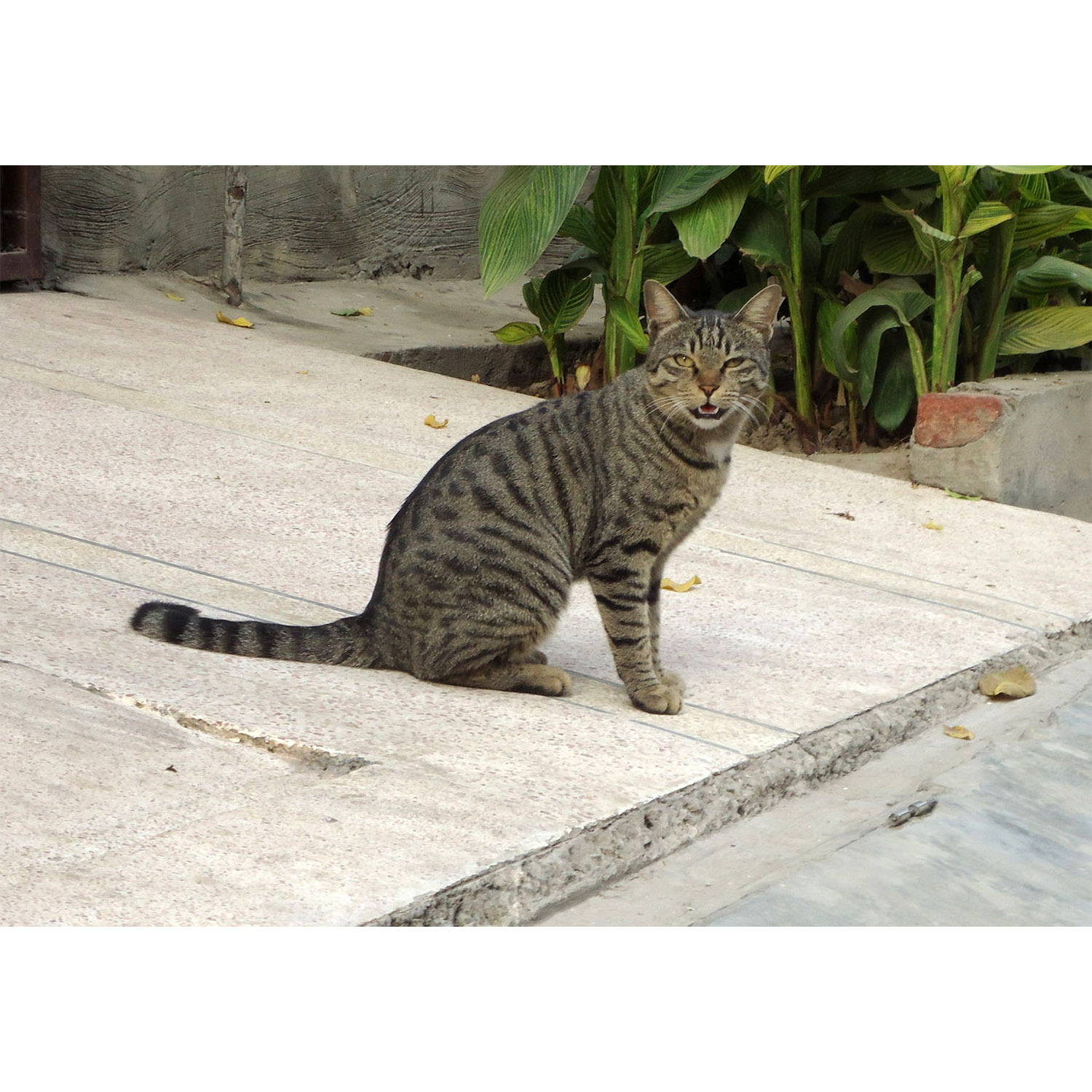 Felis catus Фото №3