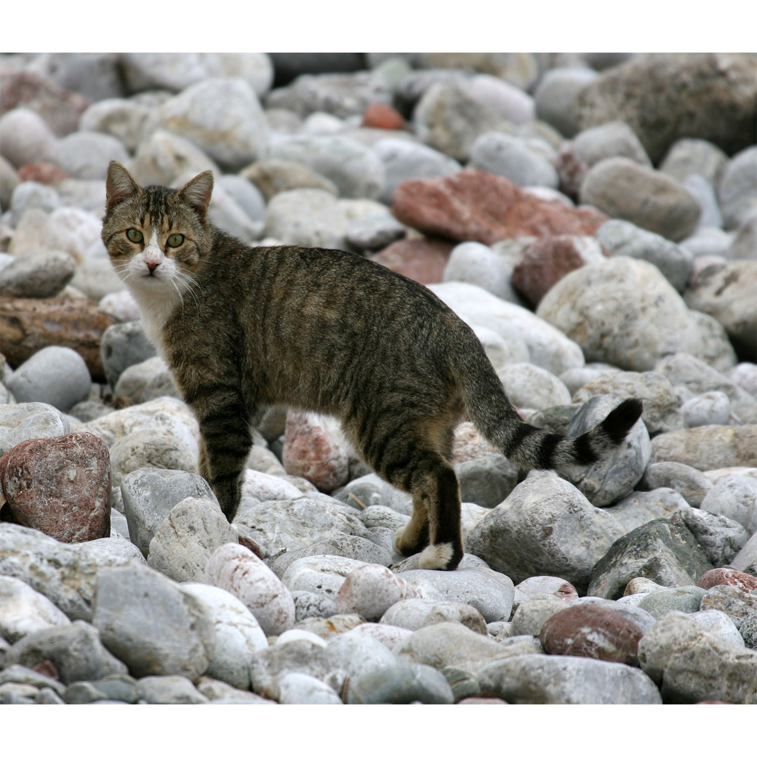 Felis catus Фото №4