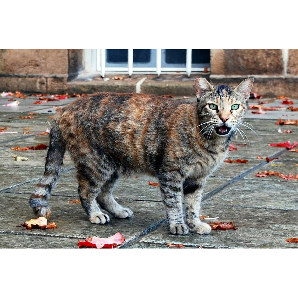 Felis catus Фото №5