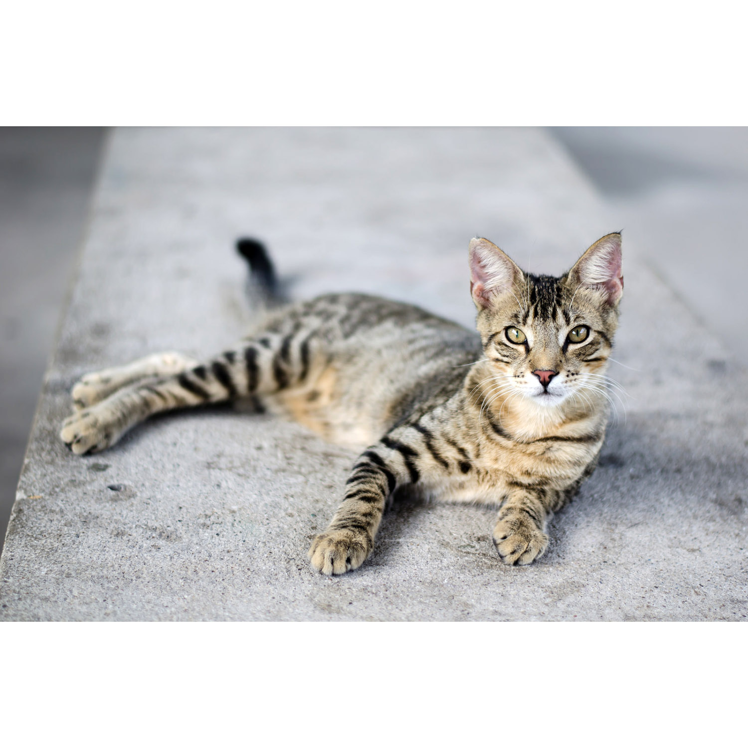 Felis catus Фото №6