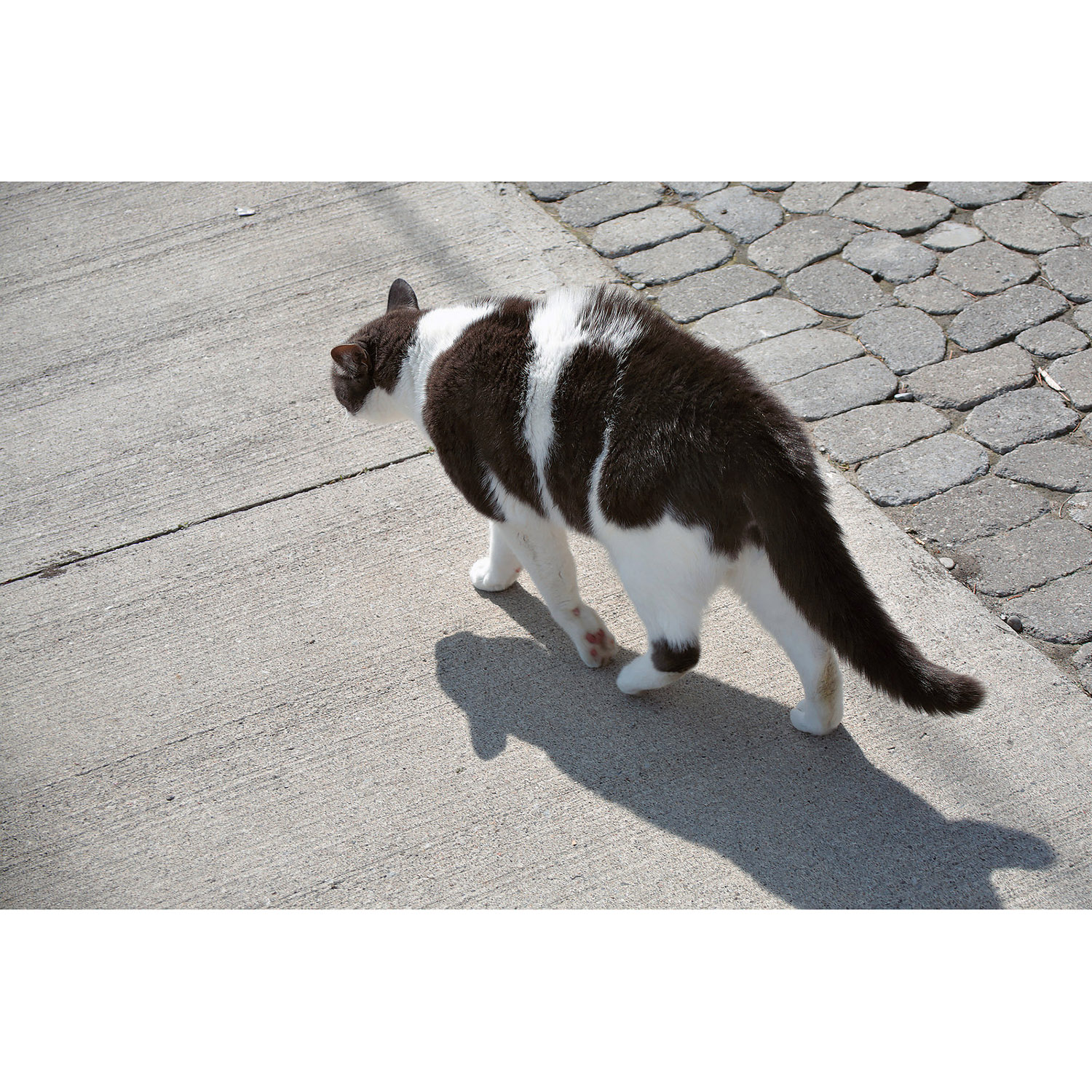 Felis catus Фото №7