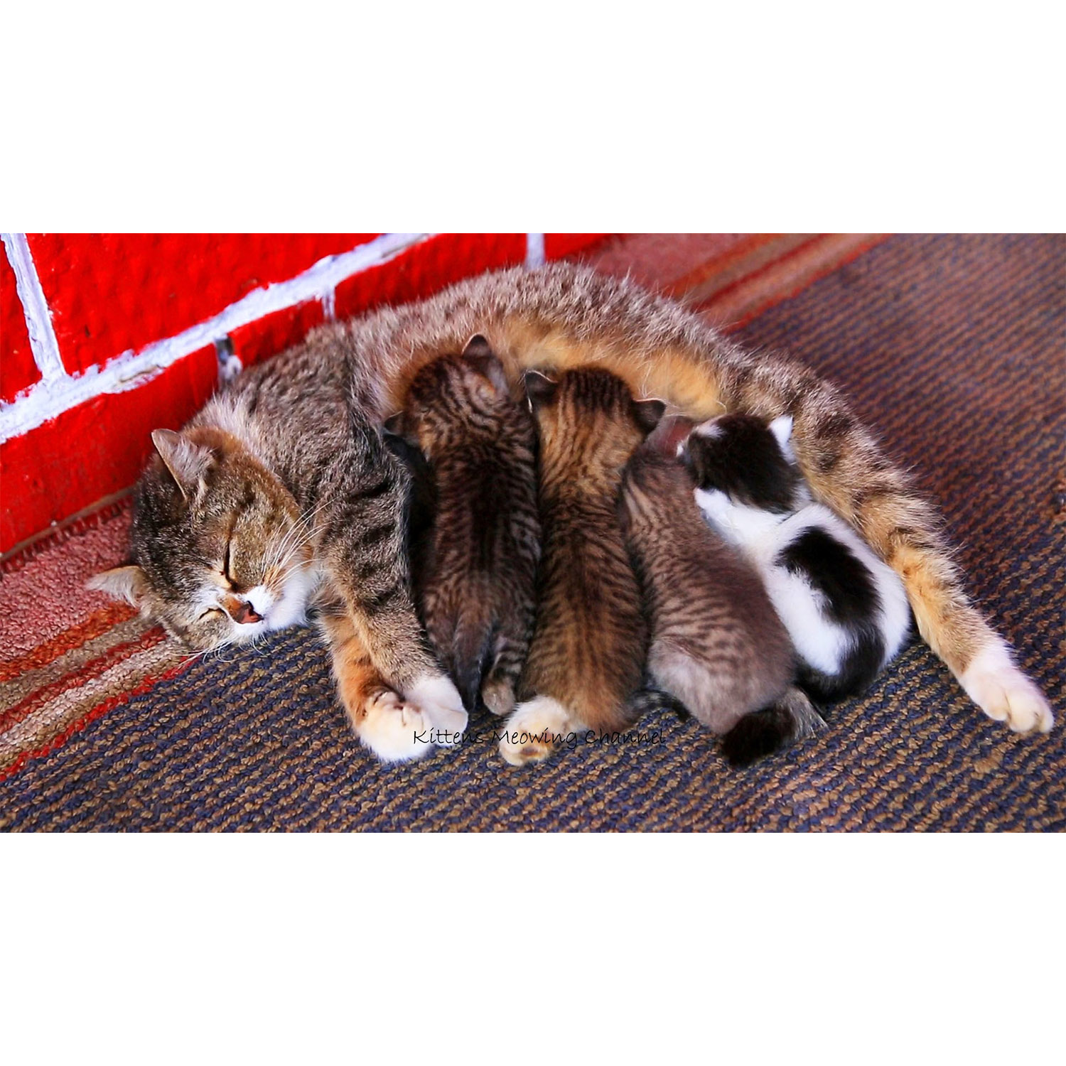 Felis catus Фото №8