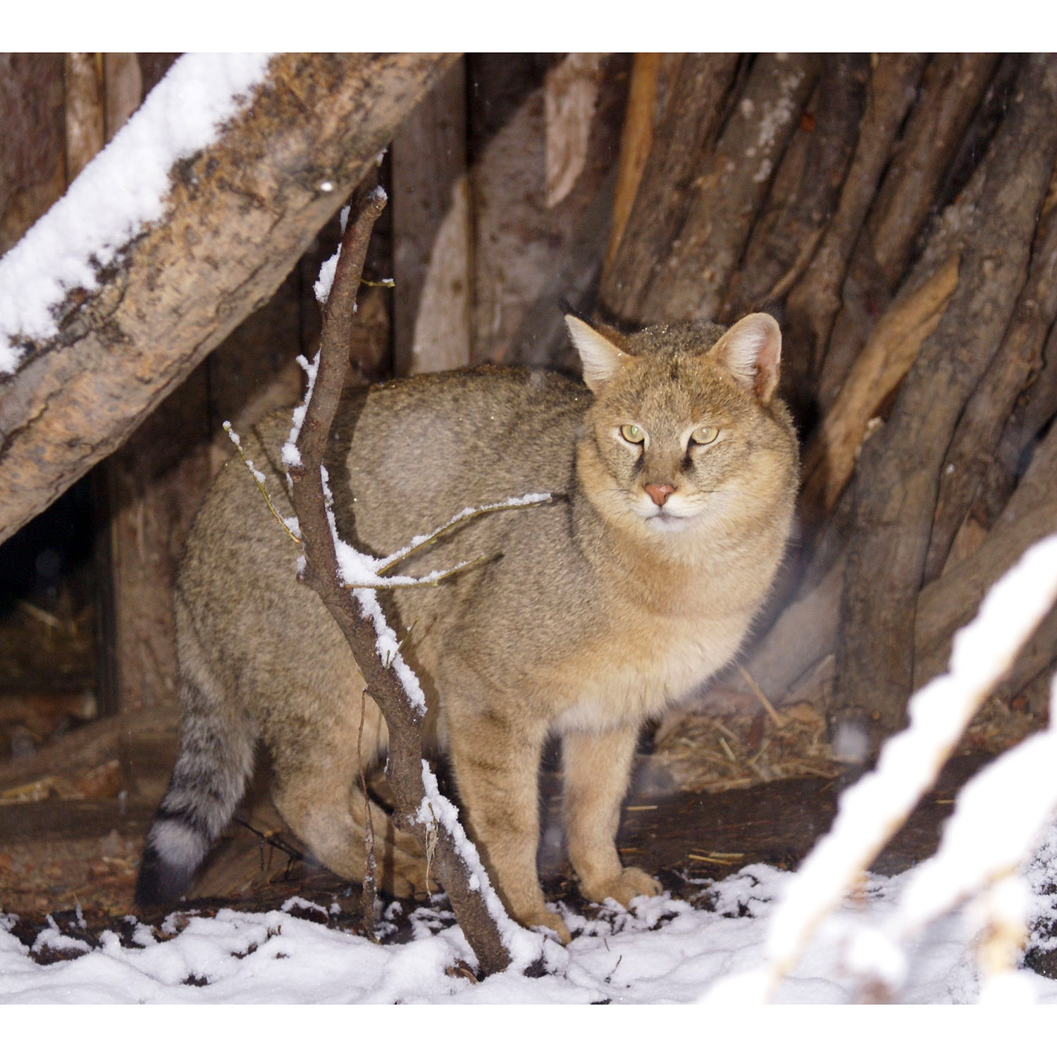 Felis chaus Фото №6