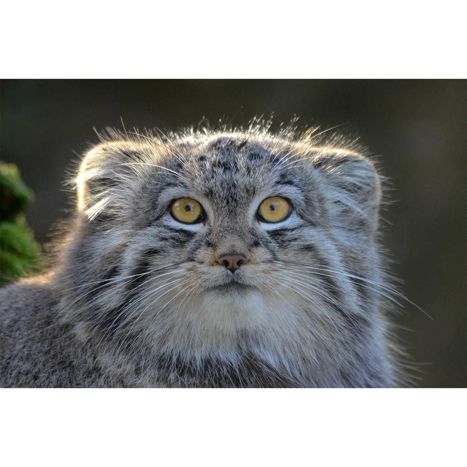 Felis manul Фото №10