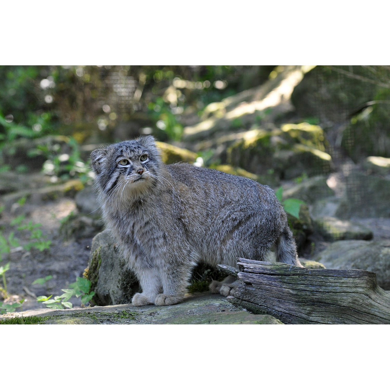 Felis manul Фото №2
