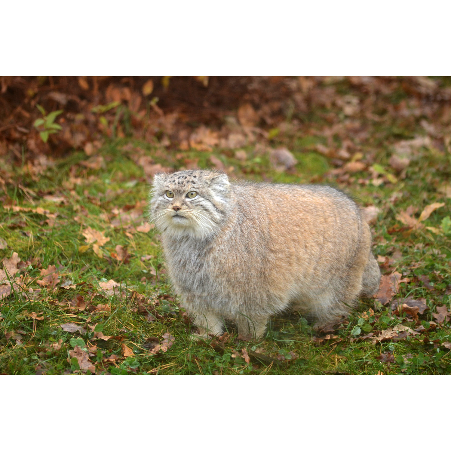 Felis manul Фото №3