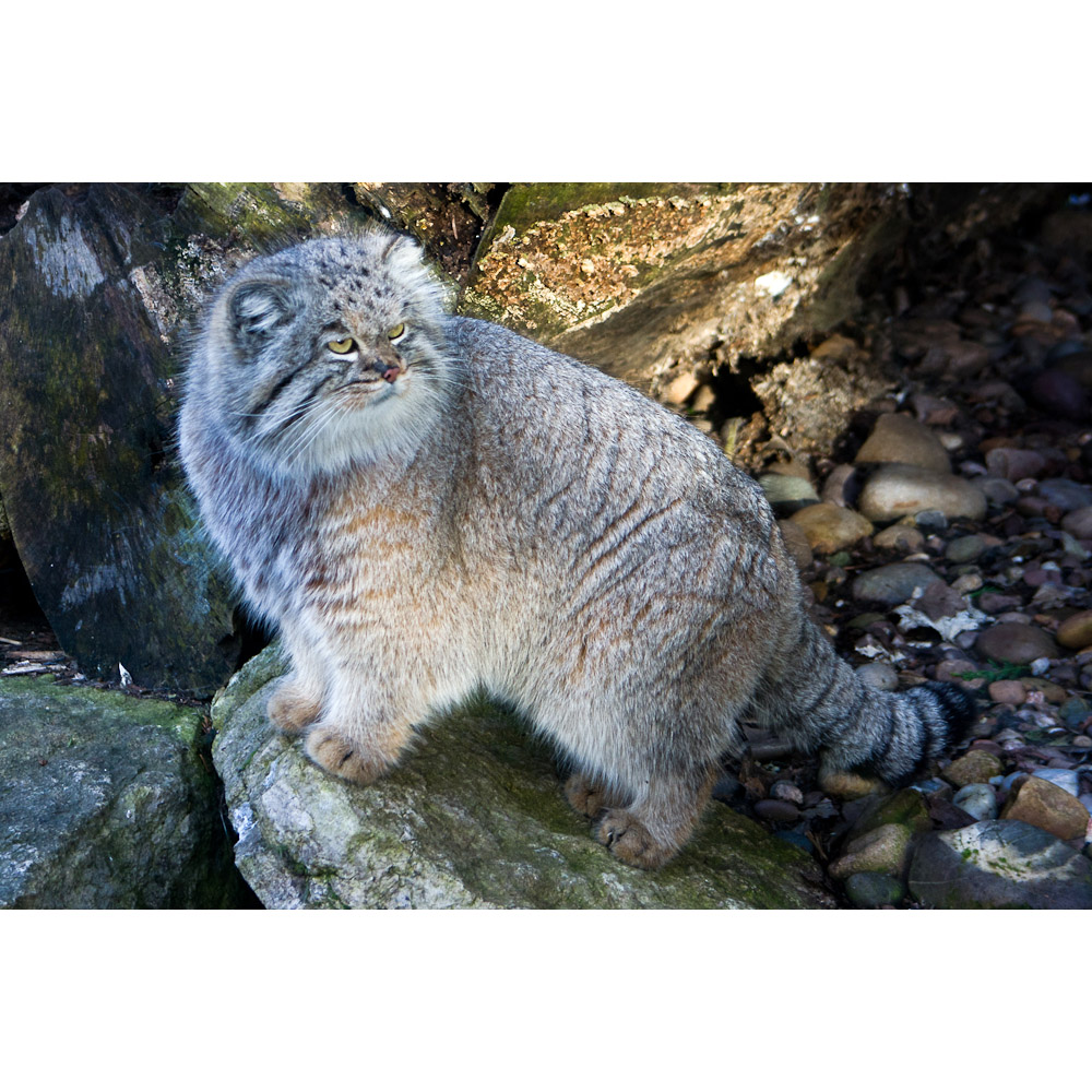 Felis manul Фото №4