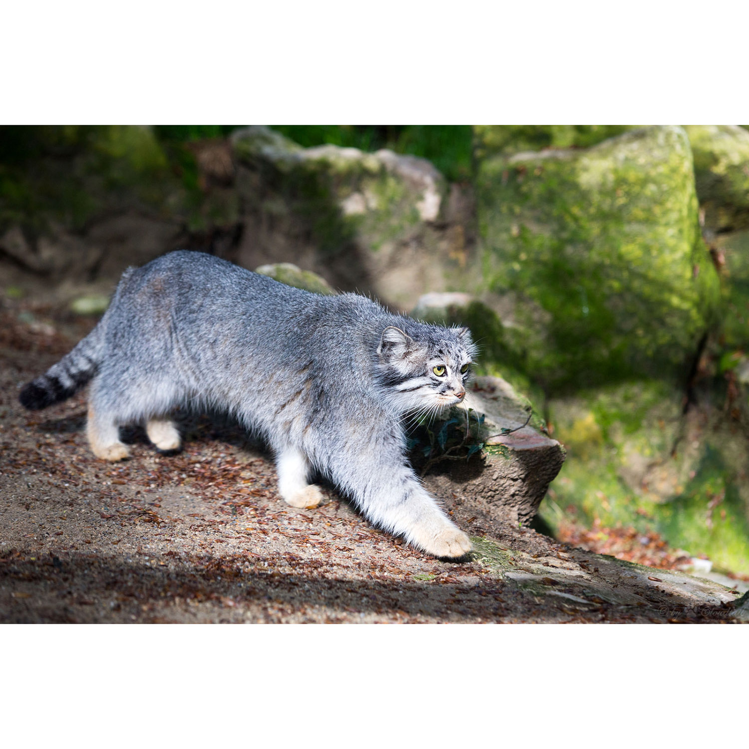 Felis manul Фото №5