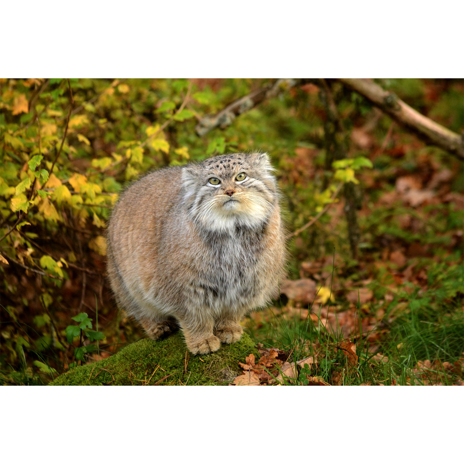 Felis manul Фото №6