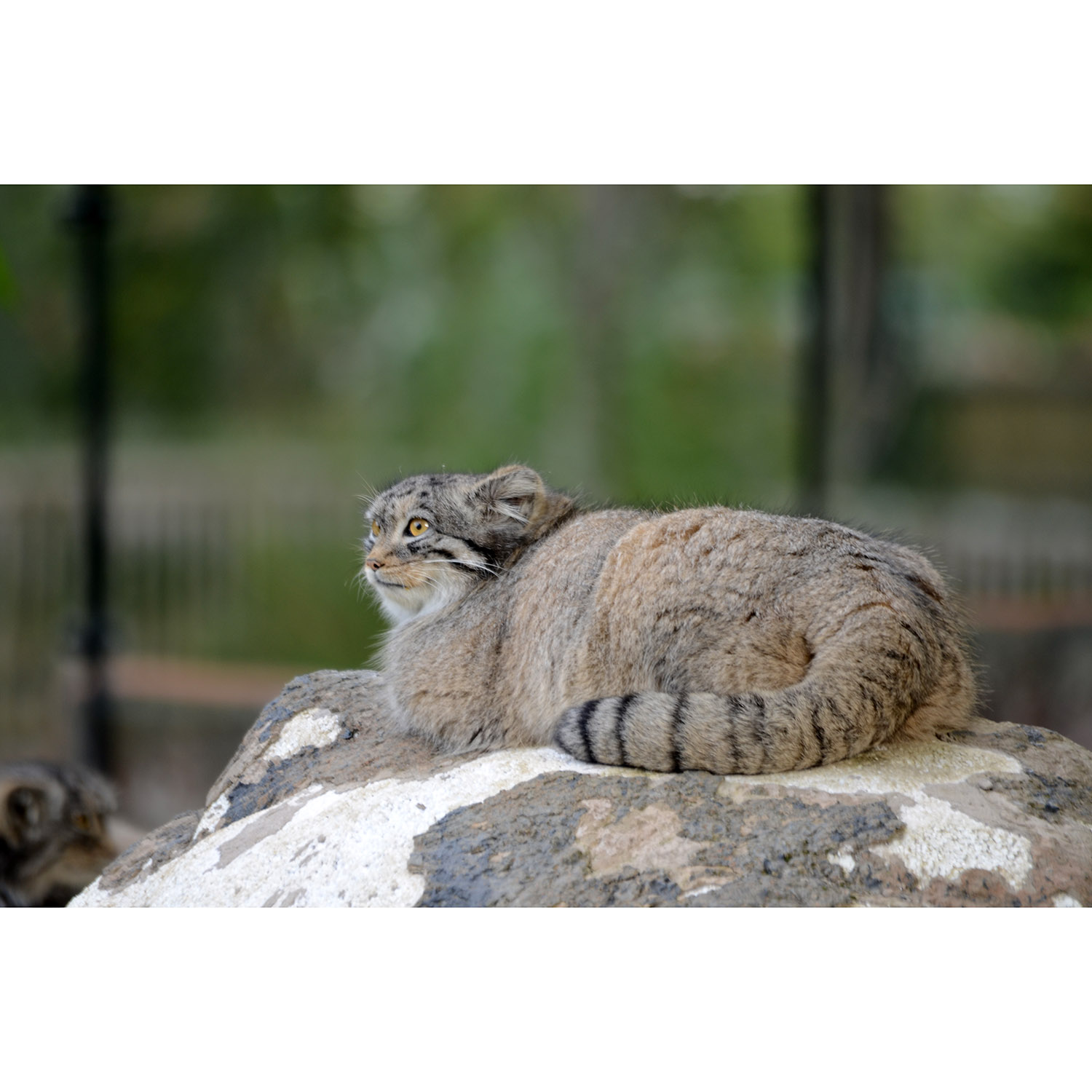 Felis manul Фото №7