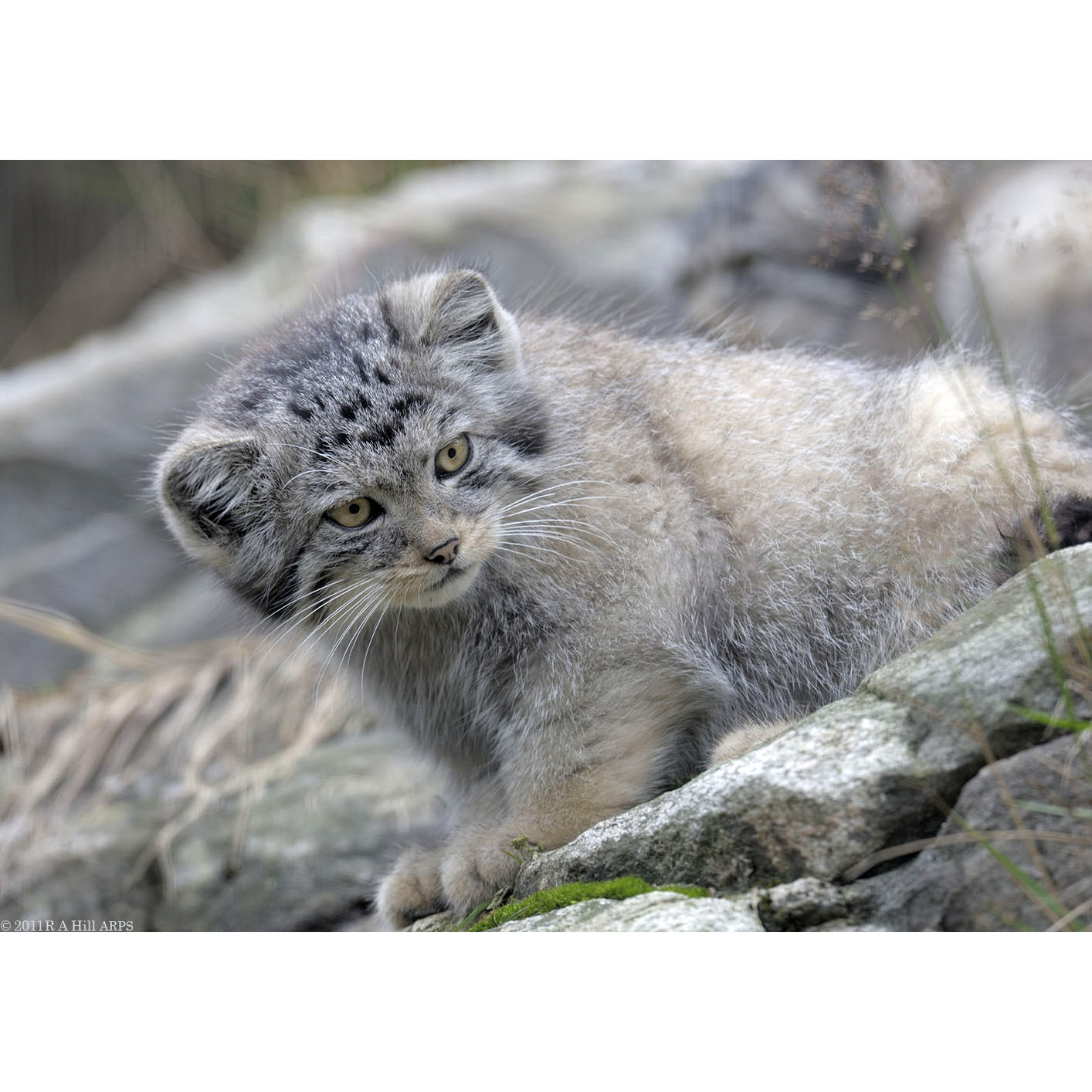 Felis manul Фото №8
