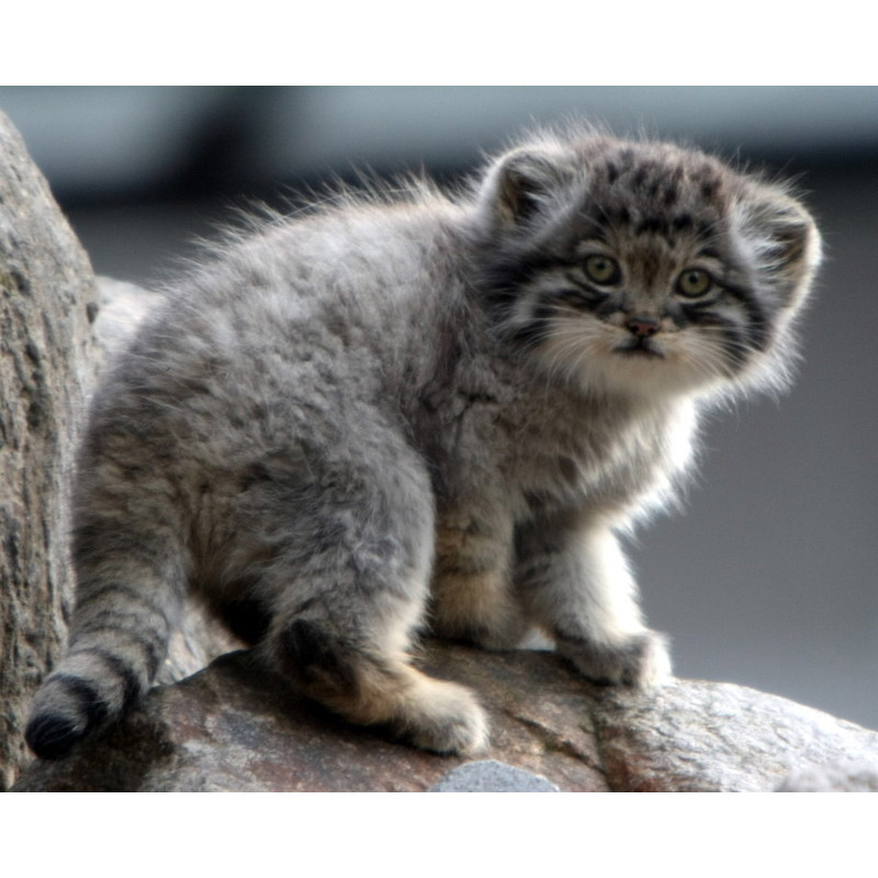 Felis manul Фото №9