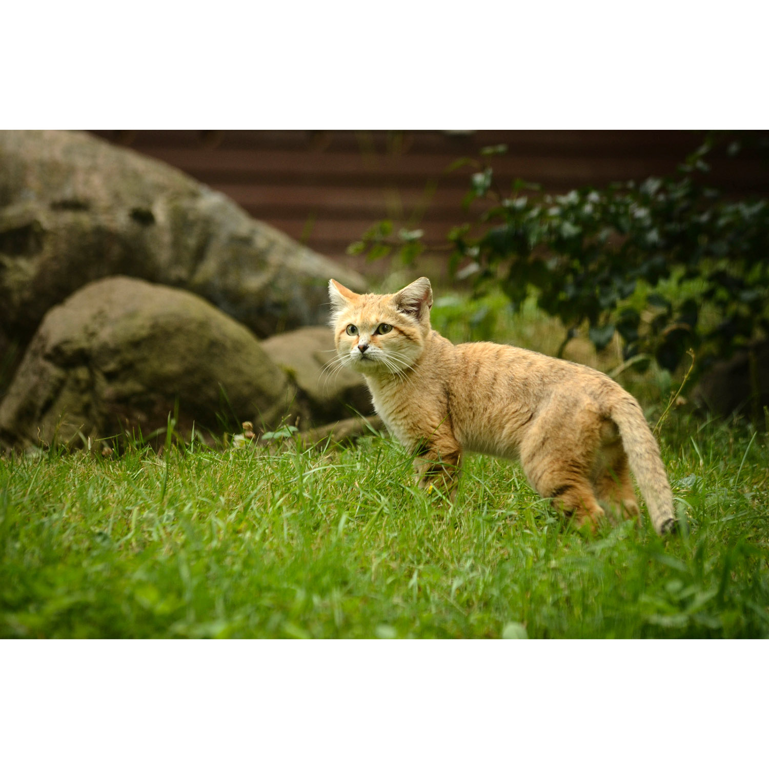 Felis margarita Фото №3