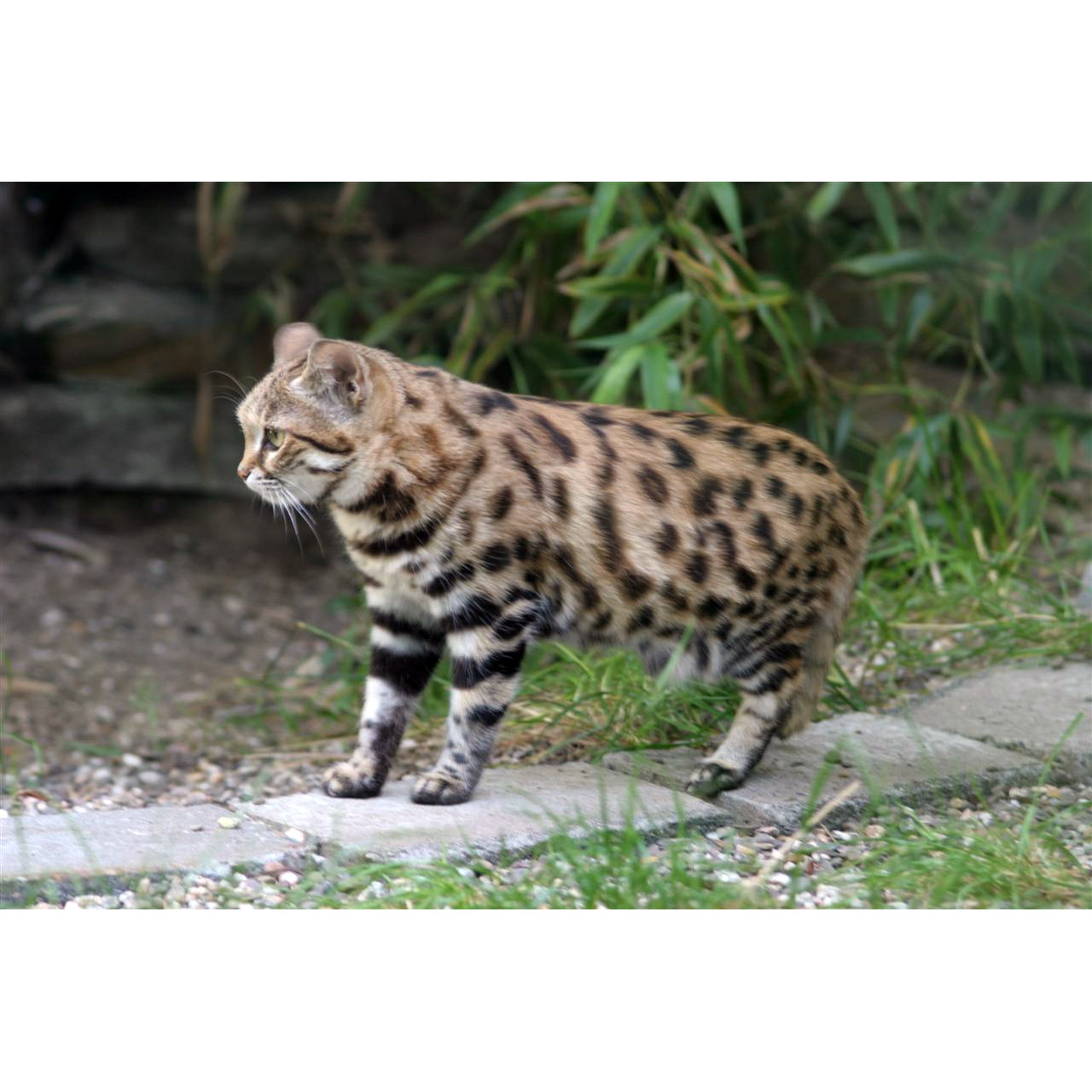 Felis nigripes Фото №2