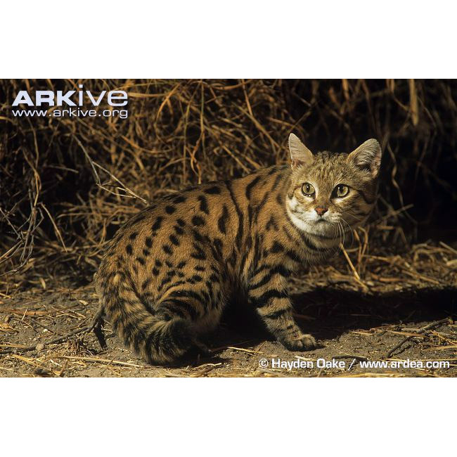 Felis nigripes Фото №4