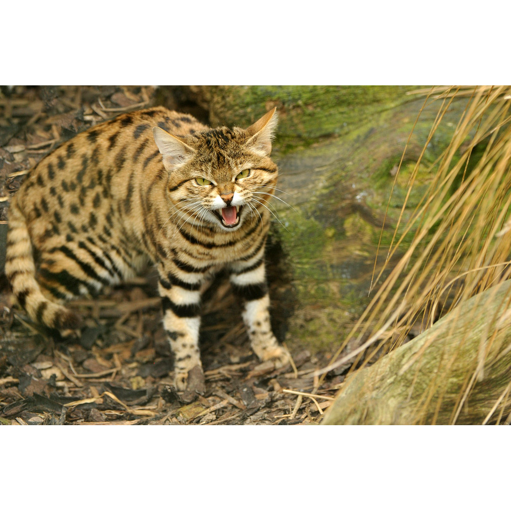 Felis nigripes Фото №6
