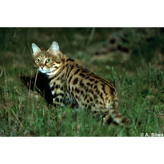 Felis nigripes Фото №7