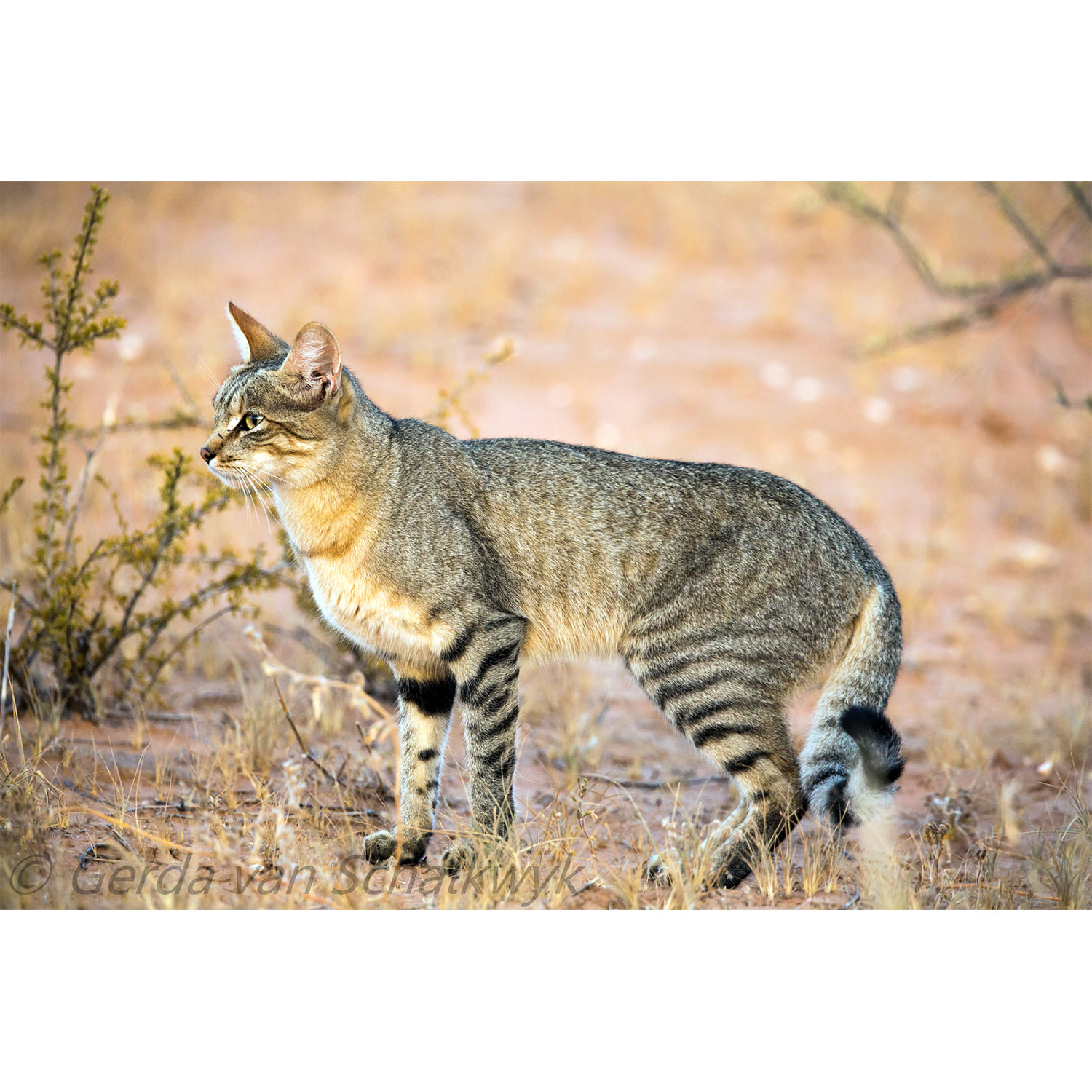 Felis silvestris Фото №2