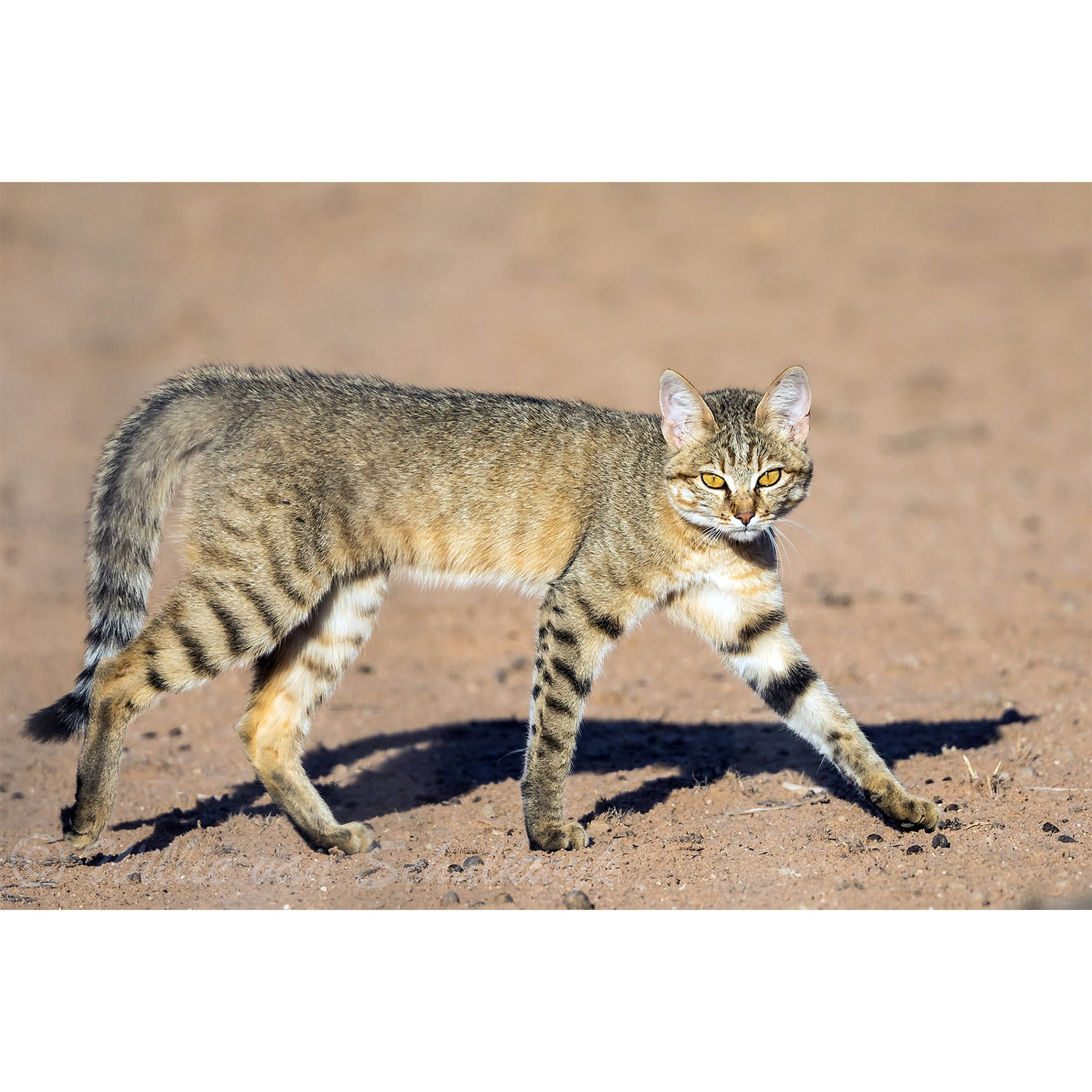 Felis silvestris Фото №3
