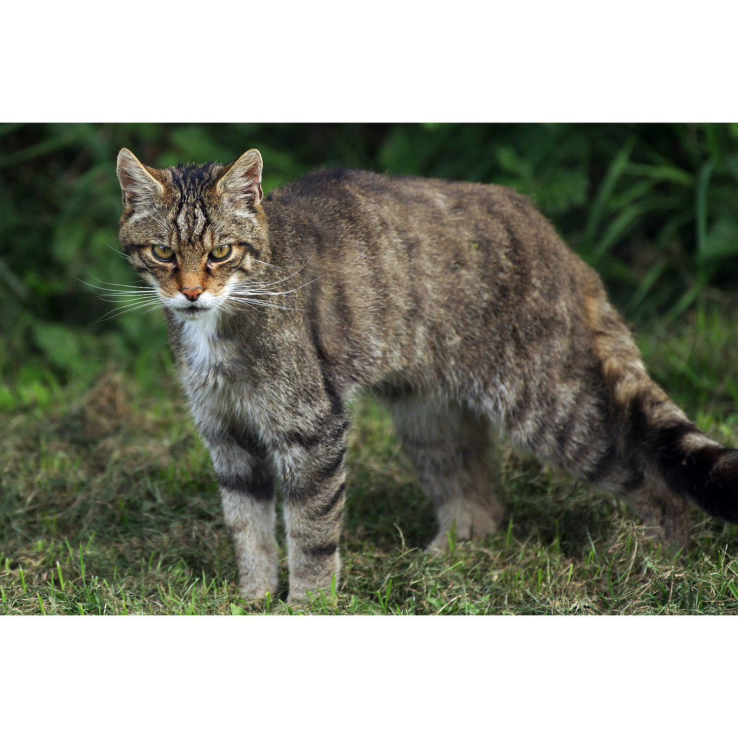 Felis silvestris Фото №4