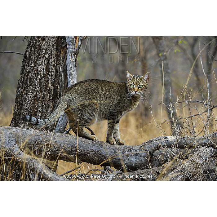 Felis silvestris Фото №5