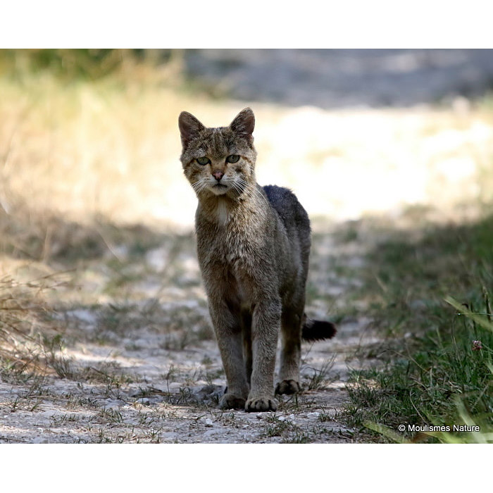 Felis silvestris Фото №6