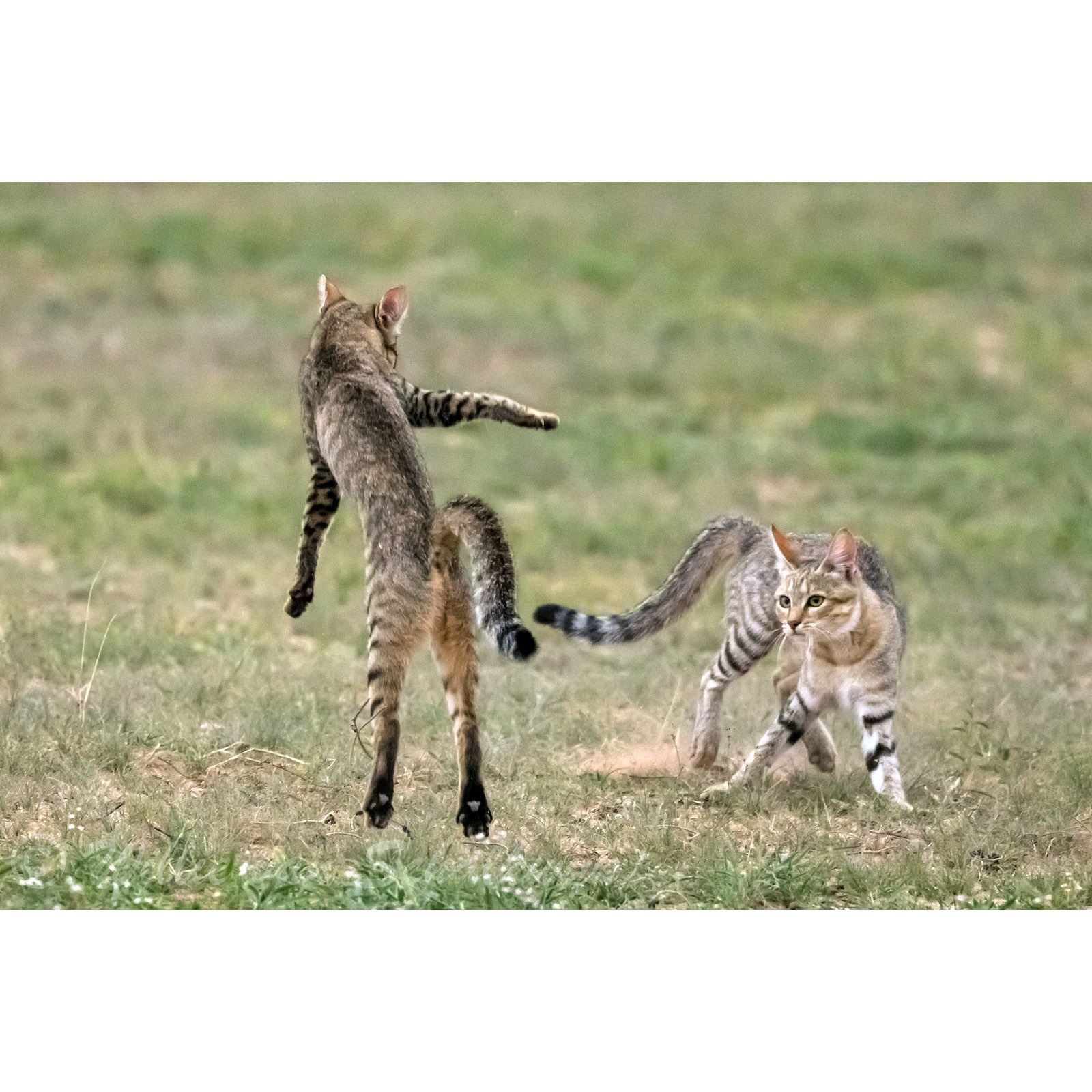 Felis silvestris Фото №7