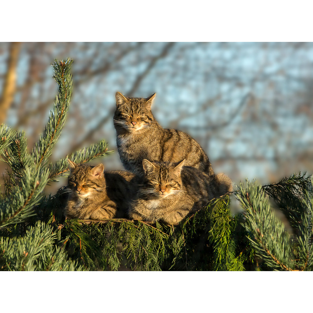 Felis silvestris Фото №8