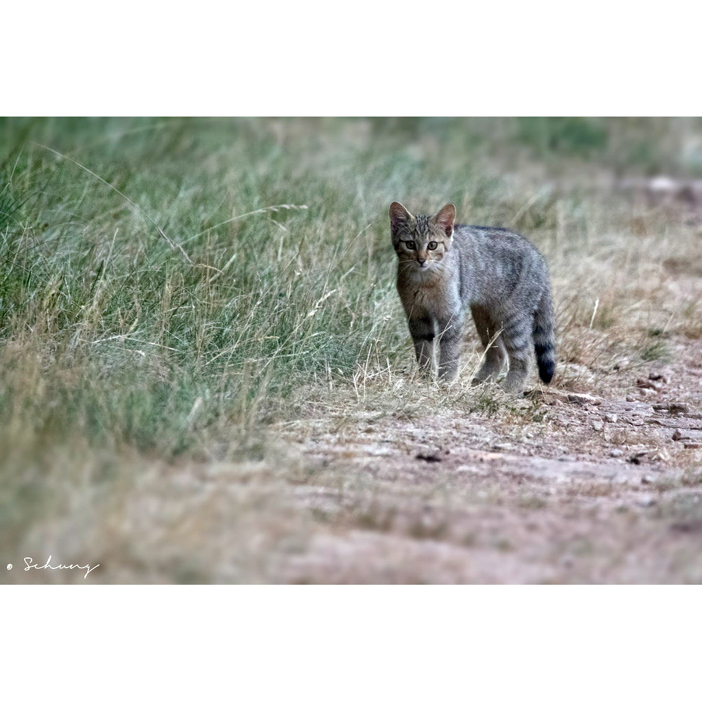 Felis silvestris Фото №9