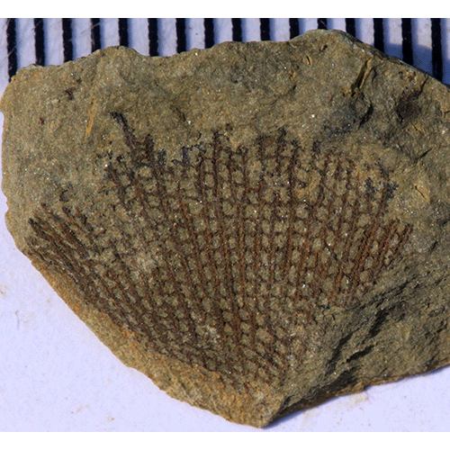 Семейство Fenestellidae фото