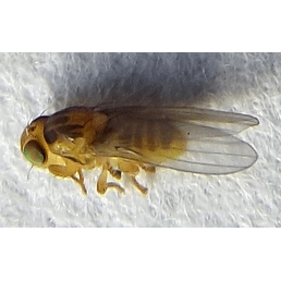 Семейство Fergusoninidae фото