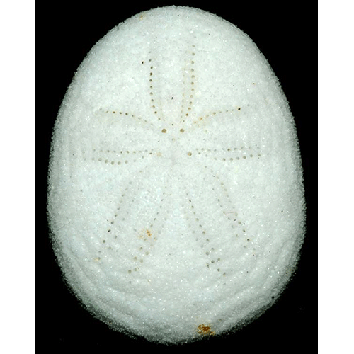 Семейство Fibulariidae  фото