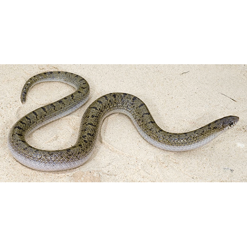  Род Мексиканские крючконосые змеи  фото