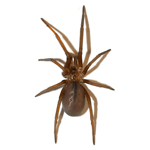 Семейство Filistatidae фото