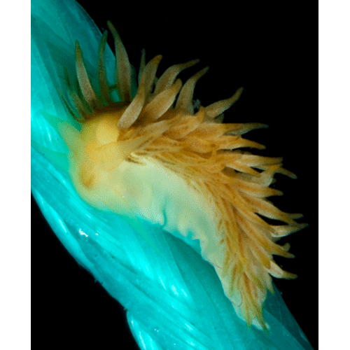 Семейство Fionoidea  фото