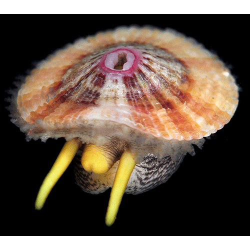 Семейство Fissurelloidea  фото