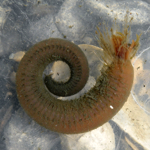 Семейство Flabelligeridae фото