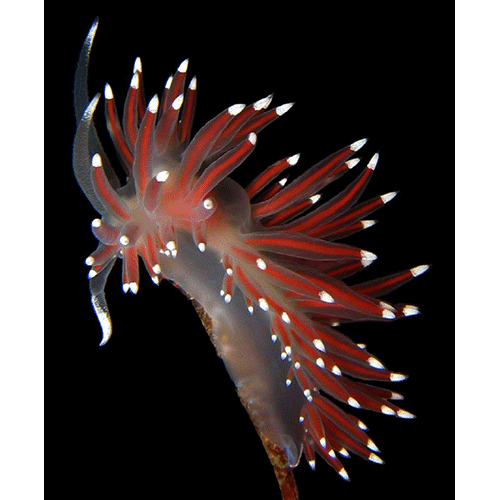 Семейство Flabellinoidea  фото
