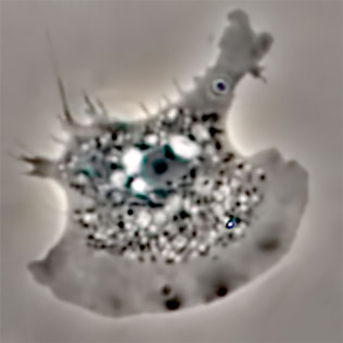 Семейство Flabellulidae фото