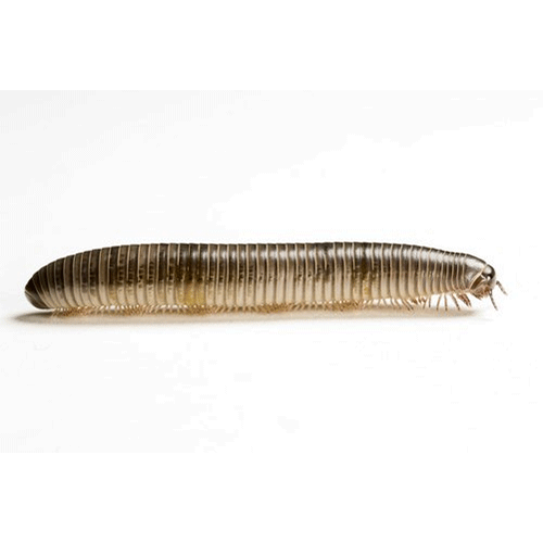 Семейство Floridobolidae фото