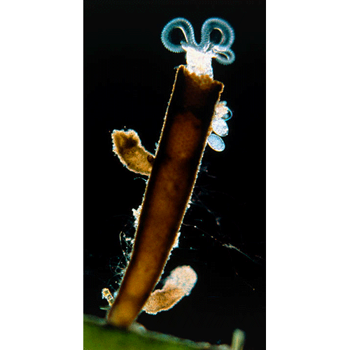 Семейство Flosculariidae  фото