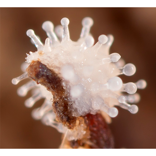 Отряд Fonticulida фото