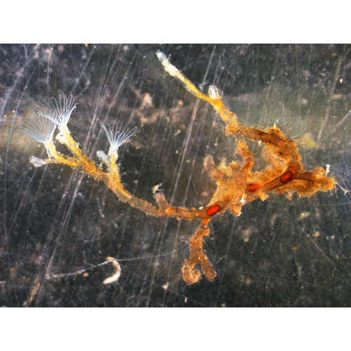 Семейство Fredericellidae фото
