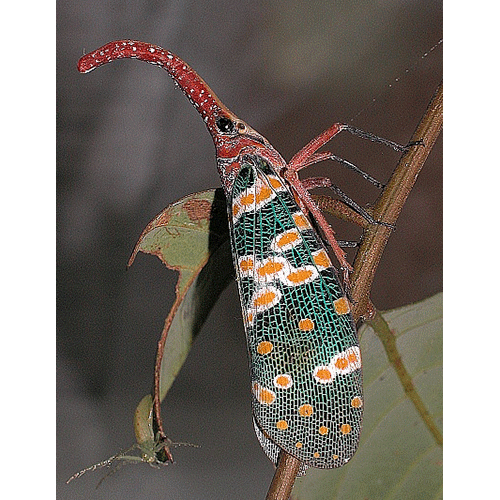 Семейство Fulgoroidea фото