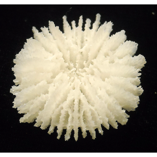 Семейство Fungiacyathidae  фото