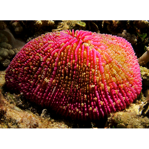 Семейство Fungiidae  фото
