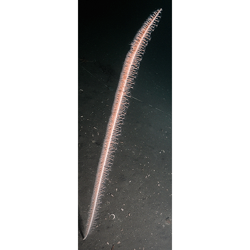 Семейство Funiculinidae  фото