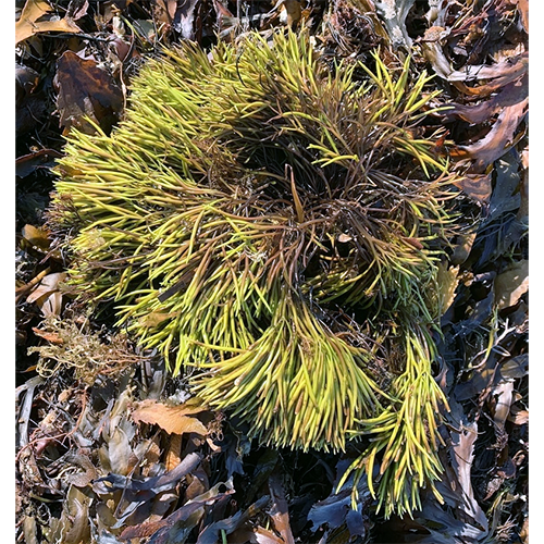 Семейство Furcellariaceae фото