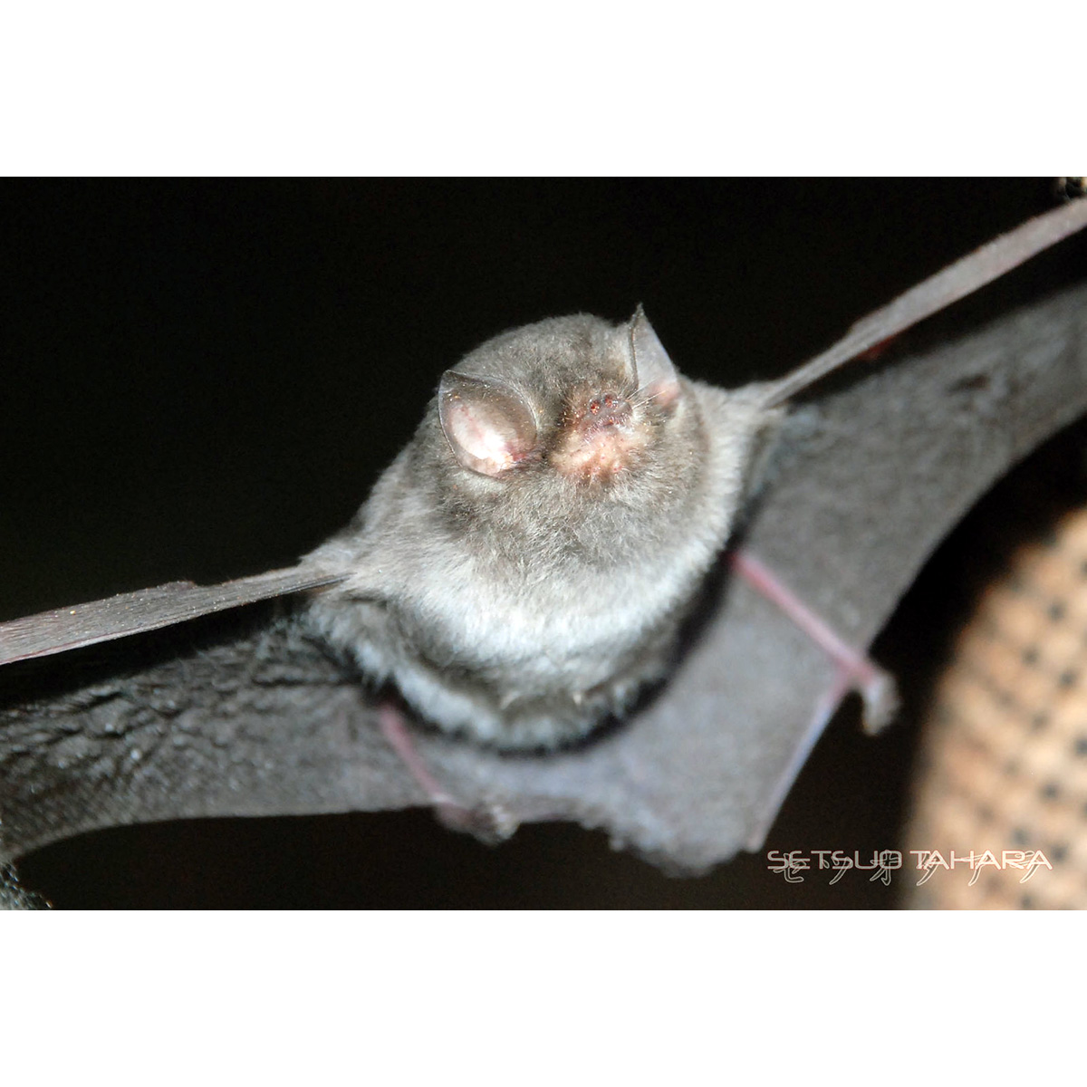 Беспалая летучая мышь (Furipterus horrens) Фото №3